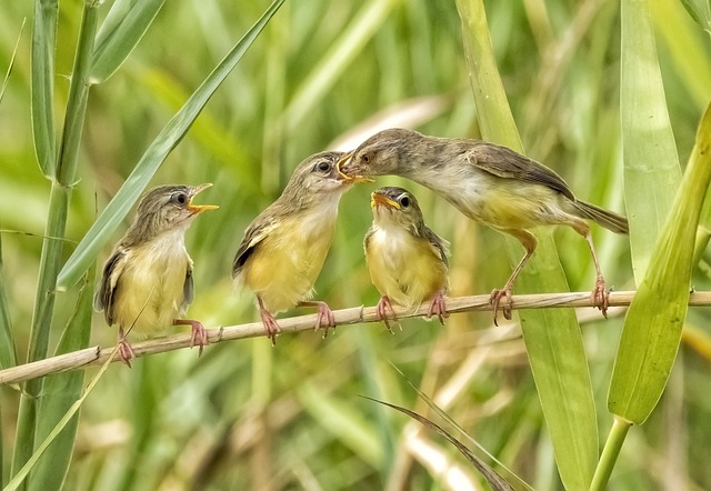 Bird watching