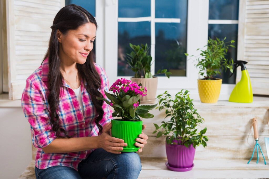 Gardening or growing indoor plants – woman caring for potted flowers at home.