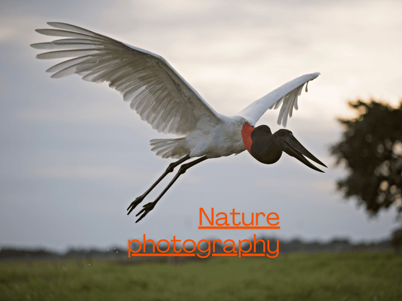Photography or nature photography – woman capturing scenic outdoor views with a camera.